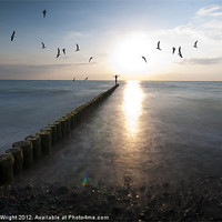 Buy canvas prints of Sea birds sunset. by Nathan Wright