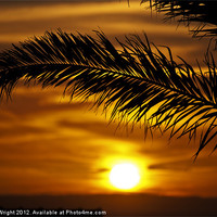 Buy canvas prints of Palm sunset by Nathan Wright