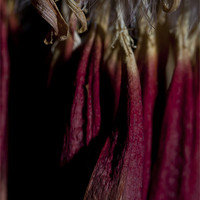 Buy canvas prints of Dry close up. by Nathan Wright