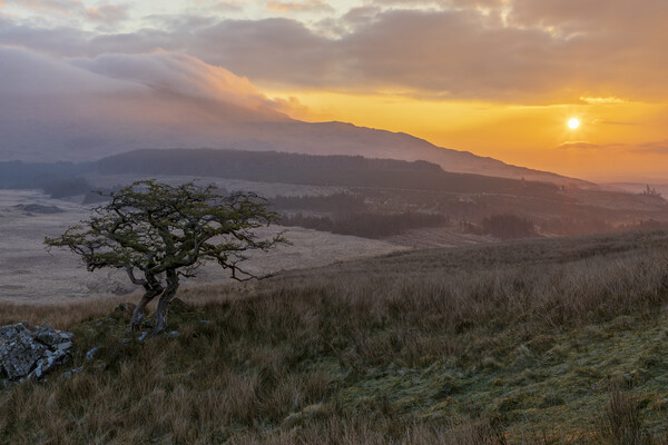 Moel Siabod sunrise Picture Board by Rory Trappe