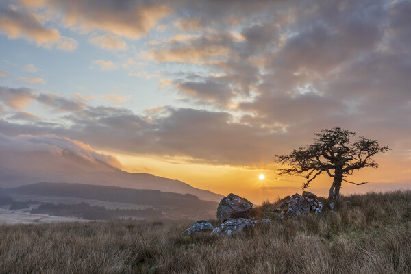 Lonely tree at Cwm Edno Picture Board by Rory Trappe