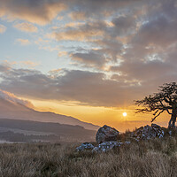 Buy canvas prints of Lonely tree at Cwm Edno by Rory Trappe