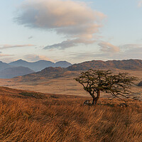 Buy canvas prints of Lonely tree with Snowdon in the background by Rory Trappe