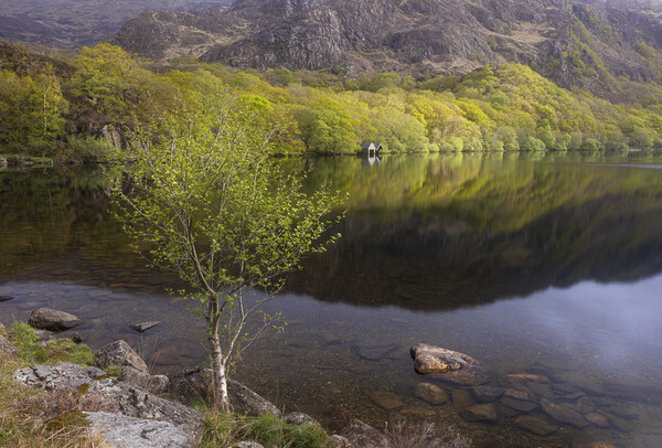 A spring morning at Llyn Dinas Picture Board by Rory Trappe