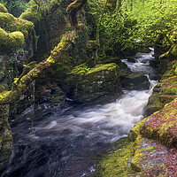 Buy canvas prints of Ffestiniog rainforest by Rory Trappe