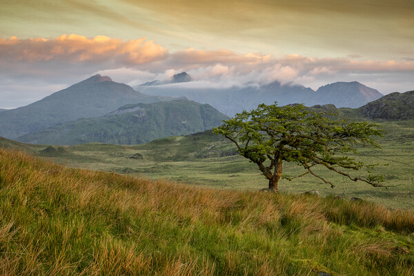 Tree on Foel Goch Picture Board by Rory Trappe