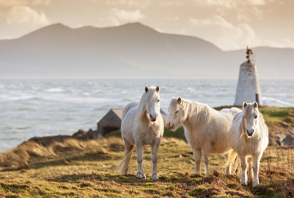 Wild ponies on Ynys Llanddwyn Picture Board by Rory Trappe