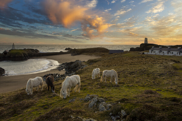 Horses on Llanddwyn Picture Board by Rory Trappe