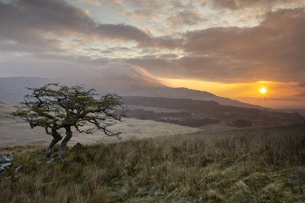 Lonely tree in Cwm Edno Picture Board by Rory Trappe