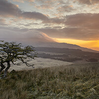 Buy canvas prints of Lonely tree in Cwm Edno by Rory Trappe