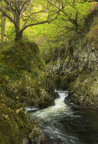 Afon Lledr Picture Board by Rory Trappe
