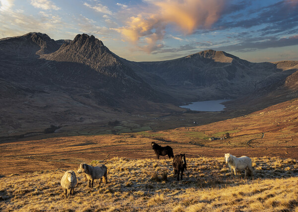 Wild ponies of the Carneddau Picture Board by Rory Trappe