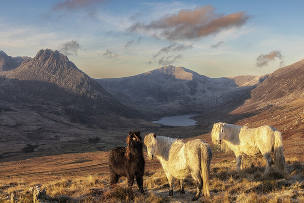Carneddau Ponies Picture Board by Rory Trappe