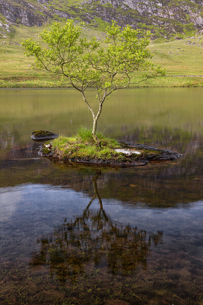 Lonely tree on a rock Picture Board by Rory Trappe