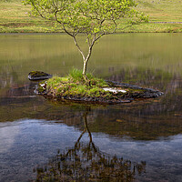 Buy canvas prints of Lonely tree on a rock by Rory Trappe