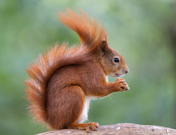 A red squirrel eating Picture Board by Rory Trappe