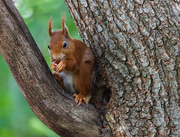 A squirrel on a branch Picture Board by Rory Trappe