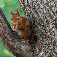 Buy canvas prints of A squirrel on a branch by Rory Trappe