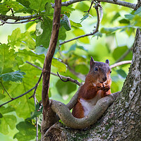 Buy canvas prints of Red Squirrel by Rory Trappe