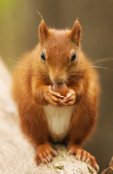 A close up of a squirrel on a table Picture Board by Rory Trappe