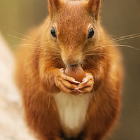 Buy canvas prints of A close up of a squirrel on a table by Rory Trappe