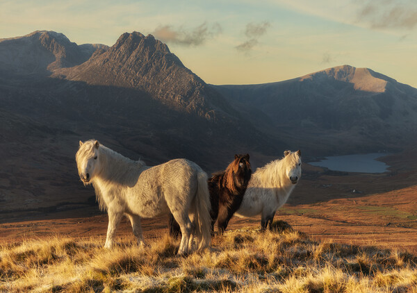 Carneddau ponies Picture Board by Rory Trappe