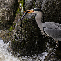 Buy canvas prints of Heron catching Trout by Rory Trappe