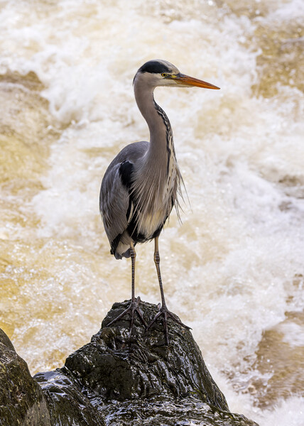 Grey Heron at Betws y Coed Picture Board by Rory Trappe