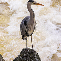 Buy canvas prints of Grey Heron at Betws y Coed by Rory Trappe