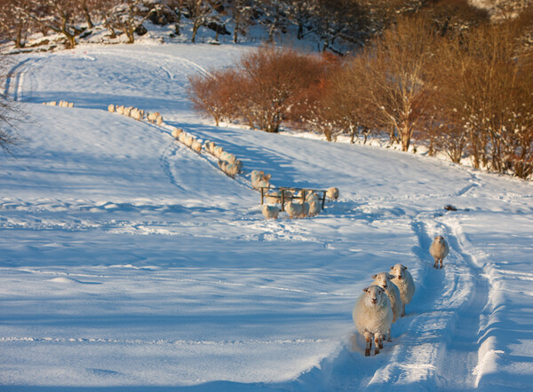 Sheep after a snow storm Picture Board by Rory Trappe