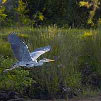 Buy canvas prints of Grey Heron on the Glaslyn river by Rory Trappe