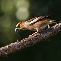 Buy canvas prints of Hawfinch by Rory Trappe