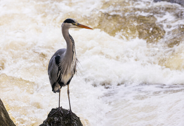 Heron fishing in the rapids Picture Board by Rory Trappe