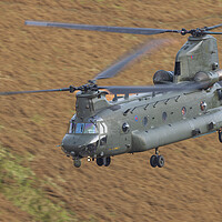 Buy canvas prints of RAF Chinook by Rory Trappe