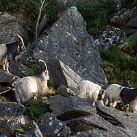 Buy canvas prints of Wild mountain goats by Rory Trappe