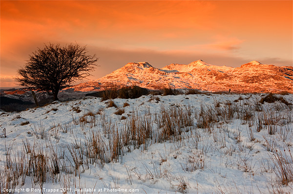 Moelwyn dawn Picture Board by Rory Trappe