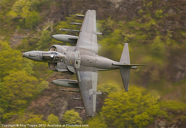 Harrier on Corris corner Picture Board by Rory Trappe
