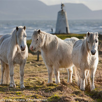Buy canvas prints of Three ponies by Rory Trappe