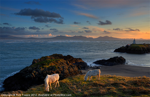 Ponies grazing at Llanddwyn Picture Board by Rory Trappe