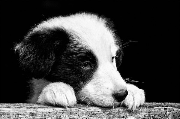 Sheepdog puppy looking out Picture Board by Rory Trappe