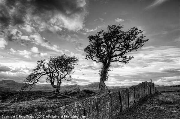 Hawthorn trees and a slate fence Picture Board by Rory Trappe