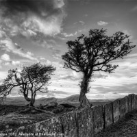 Buy canvas prints of Hawthorn trees and a slate fence by Rory Trappe