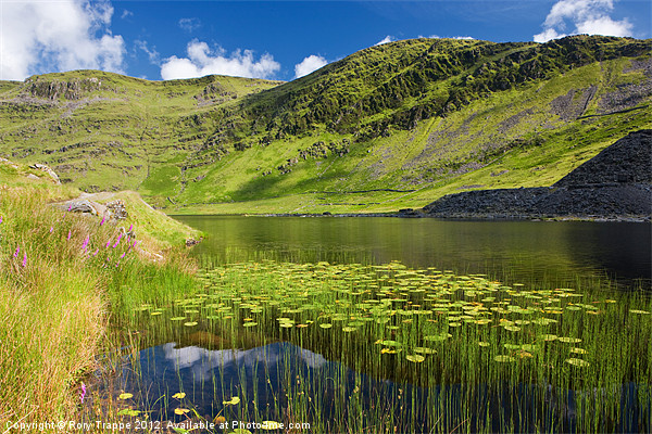 Cwmorthin lily leaves Picture Board by Rory Trappe