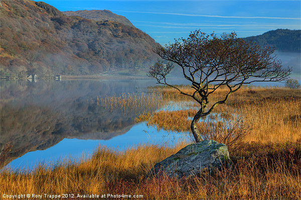 Lonely tree at Llyn Dinas Picture Board by Rory Trappe
