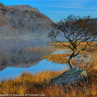 Buy canvas prints of Lonely tree at Llyn Dinas by Rory Trappe