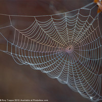 Buy canvas prints of The web by Rory Trappe