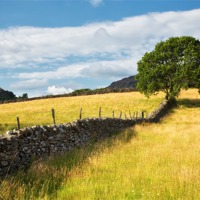 Buy canvas prints of Tree at Bryn Rhyg farm by Rory Trappe