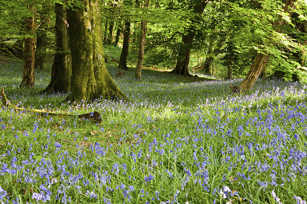 Bluebells in a wood Picture Board by Rory Trappe