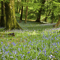 Buy canvas prints of Bluebells in a wood by Rory Trappe