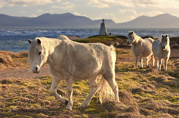Wild Ponies on Llanddwyn Picture Board by Rory Trappe